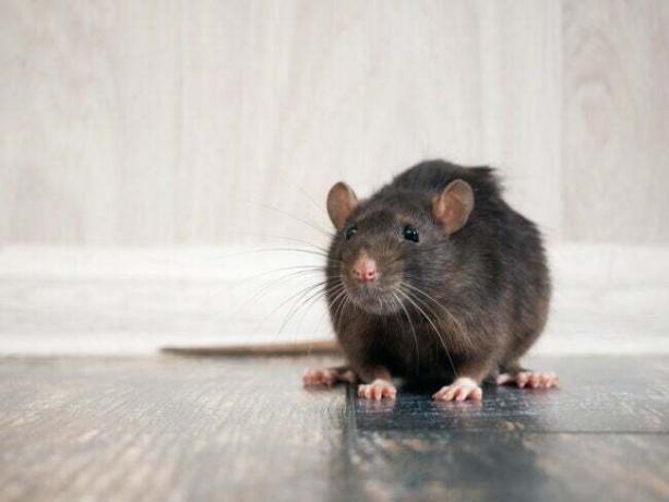 Ako sa zbaviť potkanov