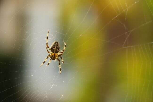 En spindel i sitt nät