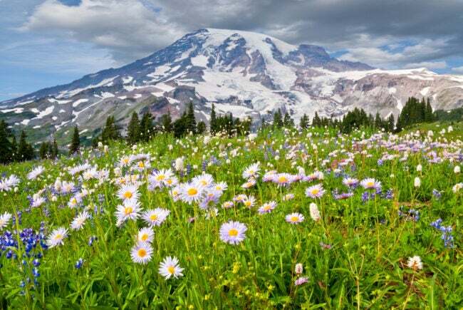 Paradise Meadows-ის ველური ყვავილები მთა რეინერის ფონზე, Mount Rainier National Park-ში