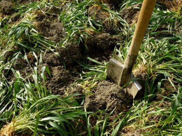 एक फावड़ा मिट्टी में उगी घास के ऊपर फैली हरी खाद को खोद रहा है