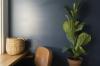 ფიგურა ფოთლის ლეღვის მოვლა: ყველა ოთახის მცენარის დივას ათვისება