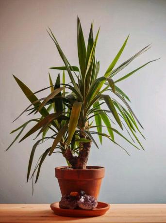 Ruukutettu selkärangaton yucca-kasvi