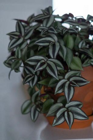 Planta marinera errante de color verde oscuro, gris y morado en maceta de barro rojo. 