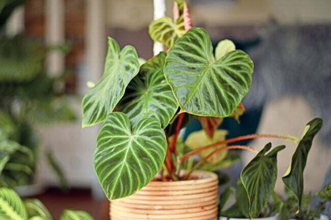 iStock-1318399887 potteplante philodendron