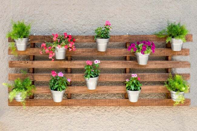 parede de estuque branco com vasos de plantas coloridas montados em paletes de madeira 