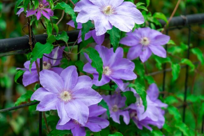Violetinės gėlės