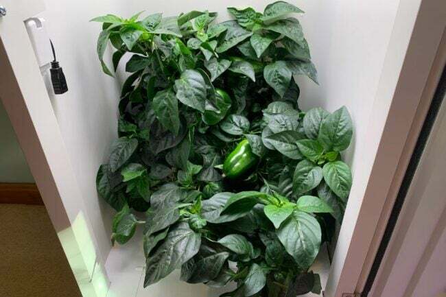 Велика биљка зелене паприке која расте и производи воће у ХеиАбби кутији за узгој.