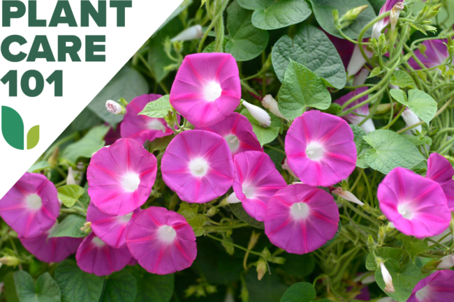 Morning Glory Plant Care 101 - como cultivar ipomeias
