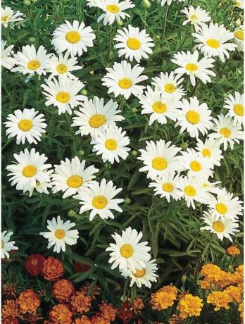 najlepšie kvety pre začiatok zo semena - zhluk bielych kvetov sedmokrásky