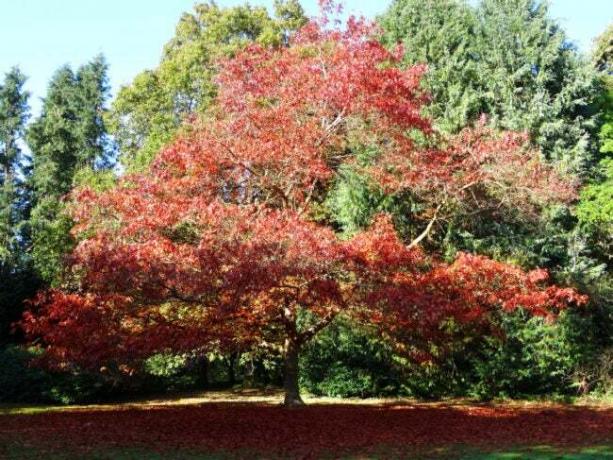 裏庭の大きな赤いオークの木に最適な木