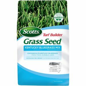 საუკეთესო ბალახის თესლი მიჩიგანისთვის: Scotts Turf Builder Grass Seed Kentucky Bluegrass Mix