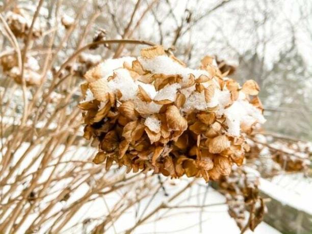 môžu hortenzie rásť v kvetináčoch - hortenzia snehová