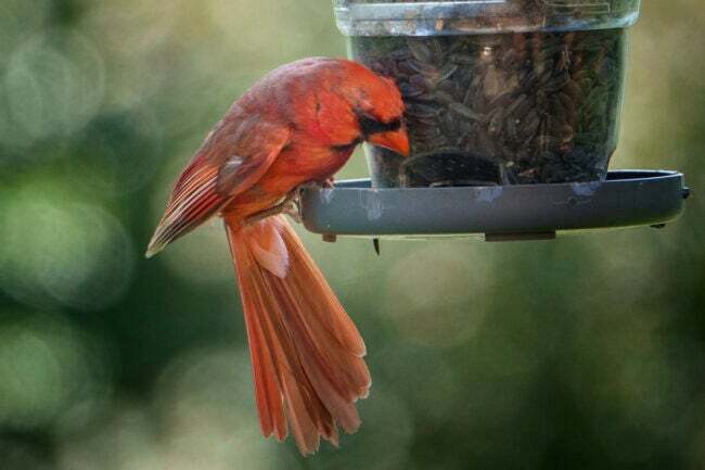 kardinalfakta kardinal ved feeder
