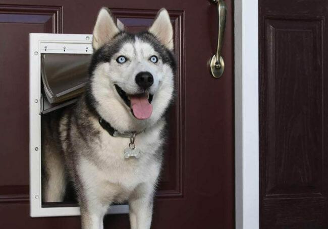 最高の犬のドアのオプション