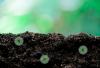 7 razloga da volite kišne gliste—i kako ih privući više u svoj vrt