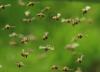 Tai medaus bičių spiečių sezonas: kaip galite padėti apsaugoti šiuos svarbius apdulkintojus