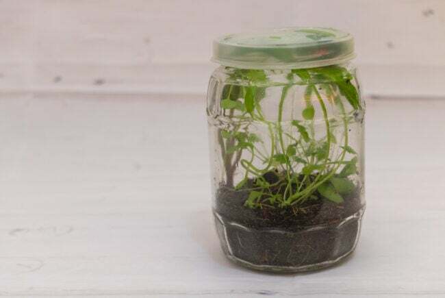 Wild und frei: Ein Glasterrarium mit ungeplanter Pflanzenwelt aus nächster Nähe.
