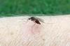 Νέα έκθεση αποκαλύπτει ότι οι προσβολές από κουνούπια είναι οι χειρότερες σε αυτές τις 50 πόλεις των ΗΠΑ