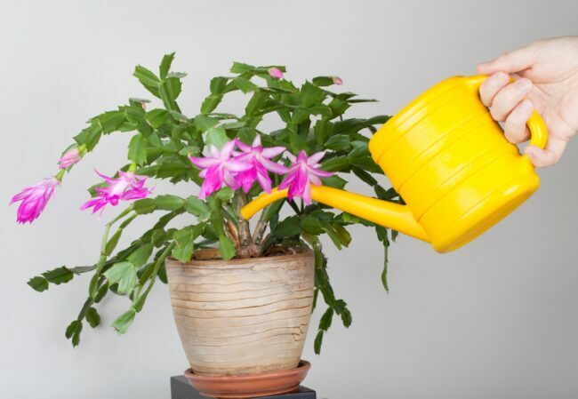 świąteczna pielęgnacja kaktusa - podlewanie rośliny doniczkowej
