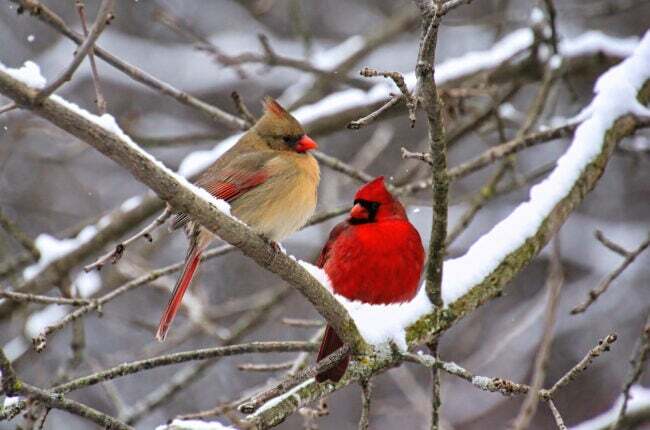 kardinalfakta kardinaler på vintern