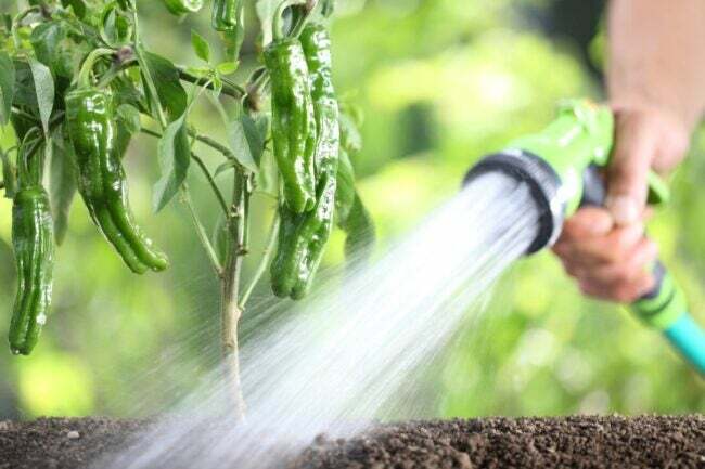 hagearbeidsfeil som dreper plantene dine - vanning av pepperplante med soaker-slange