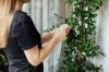 Jasmine Plant Care 101: Πώς να μεγαλώσετε το φυτό γιασεμί σε εσωτερικούς χώρους