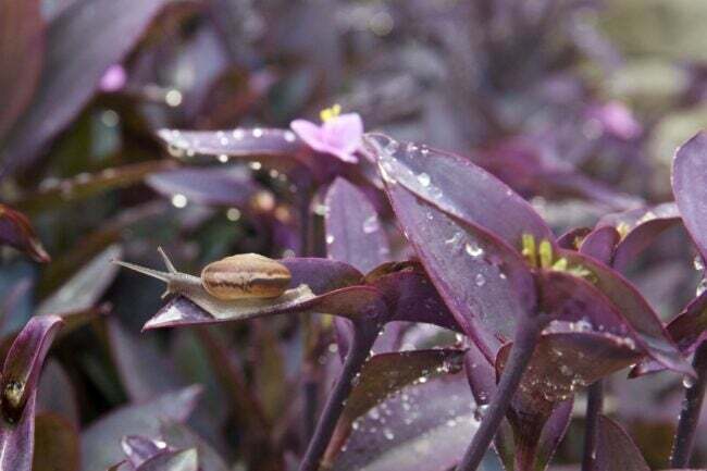 violetti sydän kasvien hoito - etana lehdellä