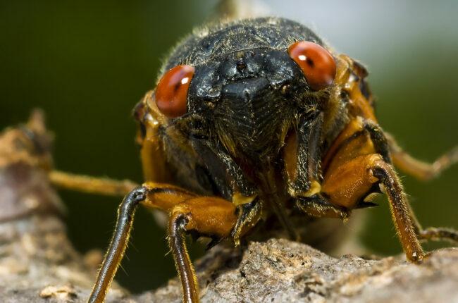 Cicada (Brood X) - Derisini döktükten birkaç saat sonra ağustosböceği kabuğunun bir ağaç dalında sertleşmesini bekler
