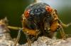 Alt du trenger å vite om den store Cicada -fremveksten