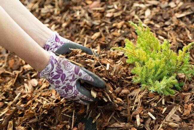 landskapsarkitekt-tjenester-kvinner-hender-holder-mulch-med-plante