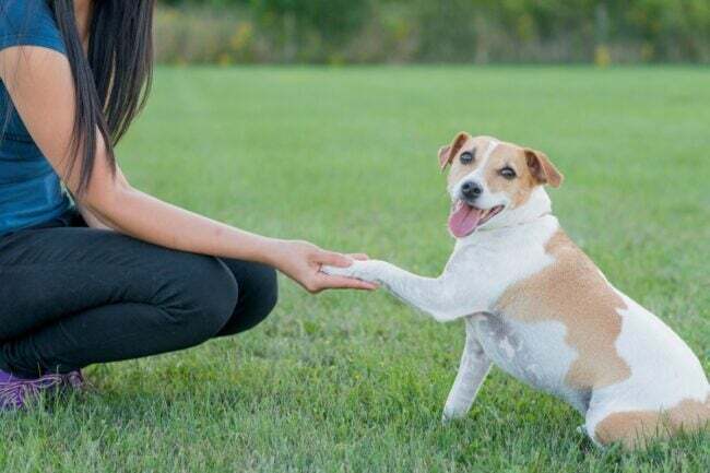 מה לדעת על דירות ידידותיות לחיות מחמד - כלב לוחץ יד לאדם