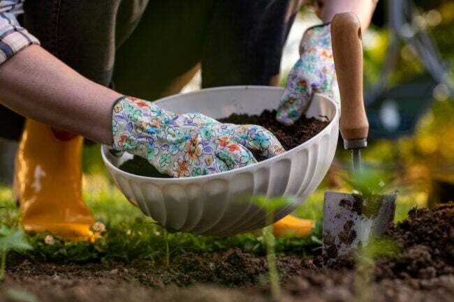 iStock-1397847951 как обрабатывать сад Женщина улучшает почву грядки для посадки, удобряя компостом