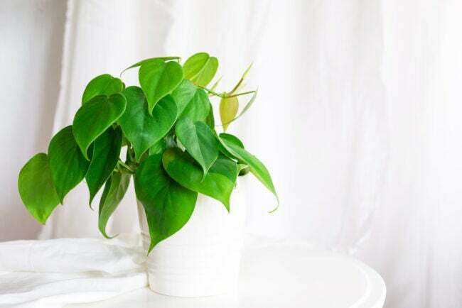 Planta Heartleaf Philodendron verde brilhante em vaso branco com fundo branco brilhante. 