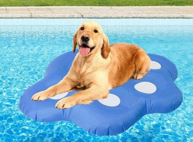 Det mest populära alternativet för poolflottor Hundpoolflottor