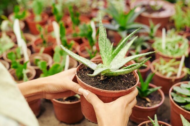 επιθεωρήστε τα φυτά εσωτερικού χώρου για παράσιτα