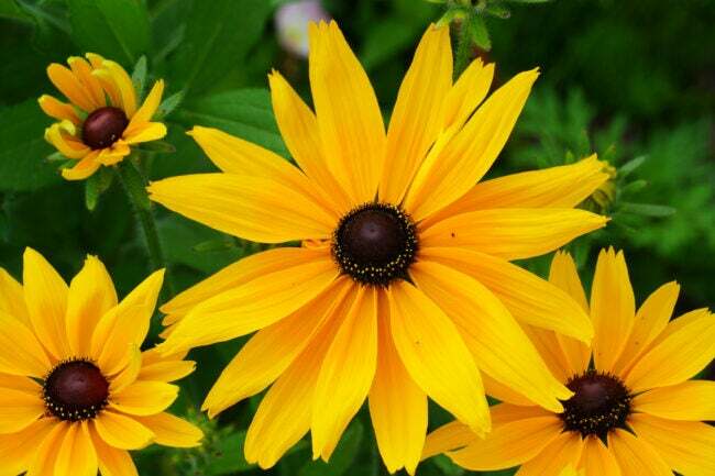 visão próxima das flores amarelas brilhantes de susan de olhos pretos