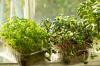Como cultivar microgreens em casa
