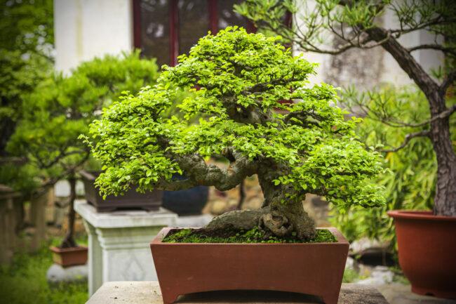 soorten bonsaibomen