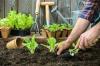 Trädgårdskalk: Hur du använder den effektivt i ditt hemlandskap
