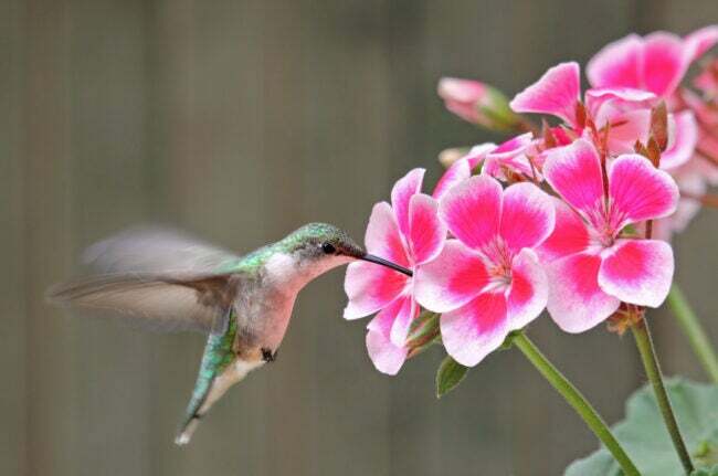 Piesaistiet savam pagalmam vairāk kolibri, izvairoties no šīm 10 izplatītākajām kļūdām