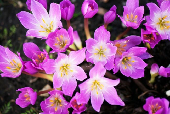 紫のクロッカスの花