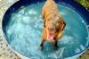 As melhores piscinas para cães de 2021