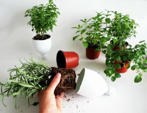 DIY Herb Garden - Etapa 12