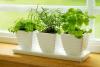 Radio Bob Vila: Grădini de plante interioare