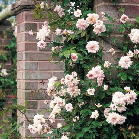 parede de escalada com rosas