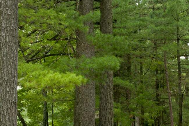 Východní bílé borovice v lese