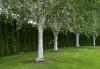 De 6 beste witte schorsbomen die er het hele jaar geweldig uitzien