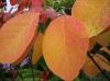 5 feurige Herbstbüsche