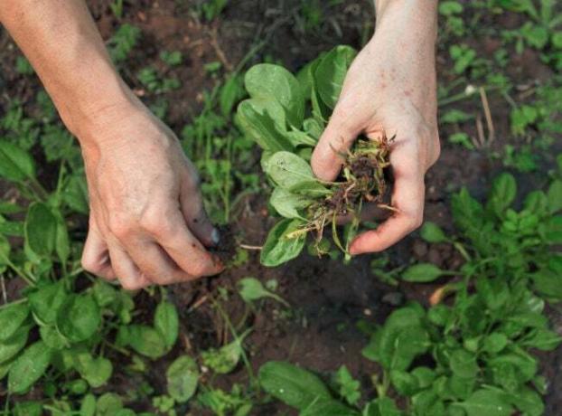 10 dolog, amit minden új kertésznek tudnia kell a veteményeskert gyomlálásáról