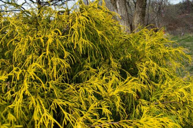 изглед отблизо на разтегнати иглолистни жълти листа на златен кипарисов храст